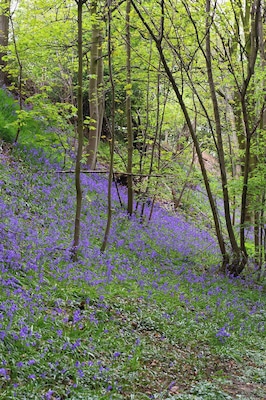 Bluebell Wood