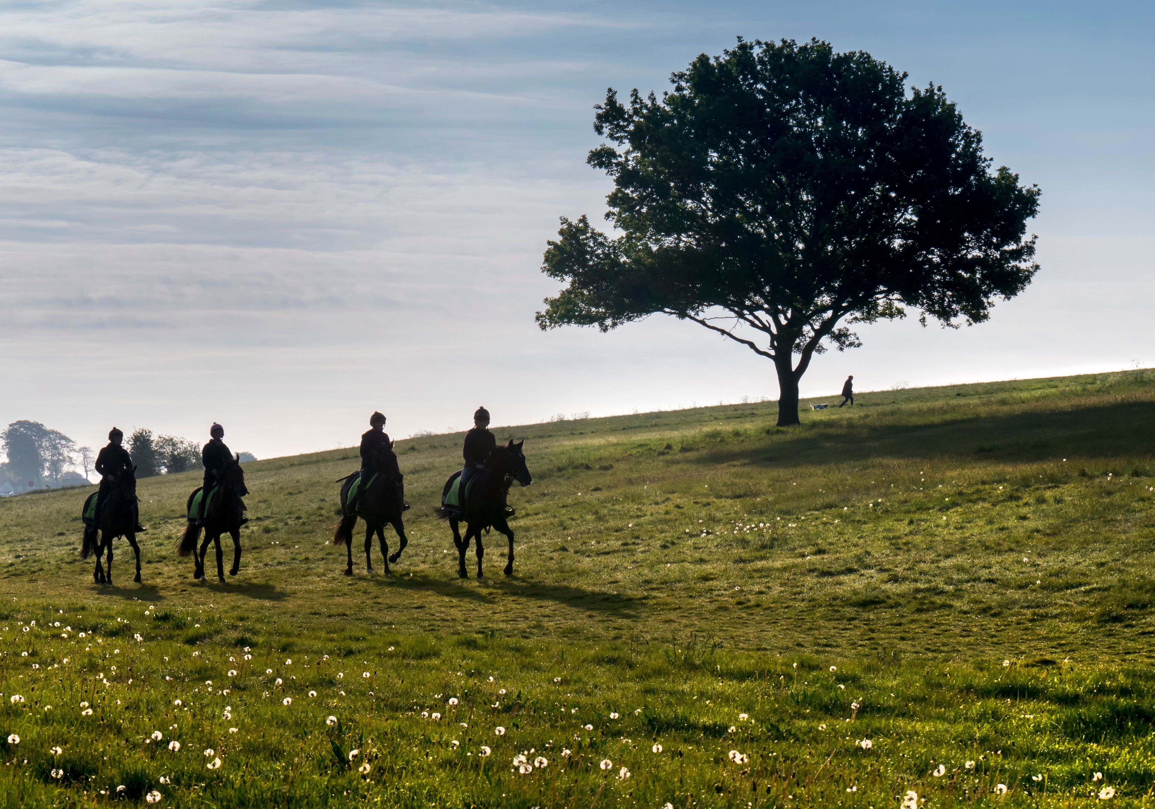 Europe, UK, England, Surrey, Epsom Downs race horses