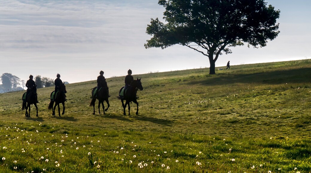 Europe, UK, England, Surrey, Epsom Downs race horses