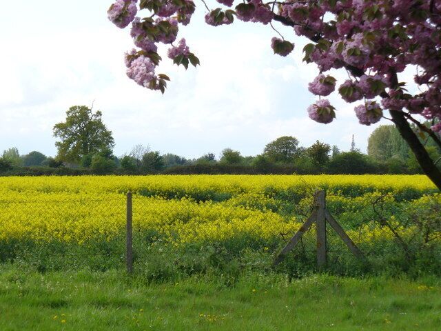 Green Belt, Felthamhill Rapeseed field in flower - between Hanworth and Sunbury on the north side of the A316 Country Way.