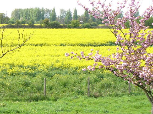 Yellow Green Belt. Rapeseed in flower beside the pumping station by Felthamhill. Flowering cherry in foreground.