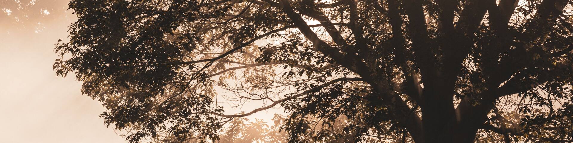 Silhouette of a dear by a tree, Bushy Park, Richmond upon Thames, United Kingdom
