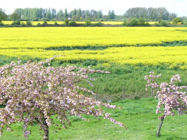 Green Belt, Felthamhill Yellow rapeseed fields, pink cherry blossom and green grass in the green belt on the north side of the A316 Country Way.