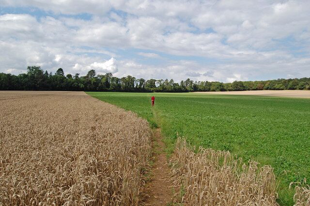 Footpath through wheat and clover Damerham Hampshire The wheat is ready for harvesting.