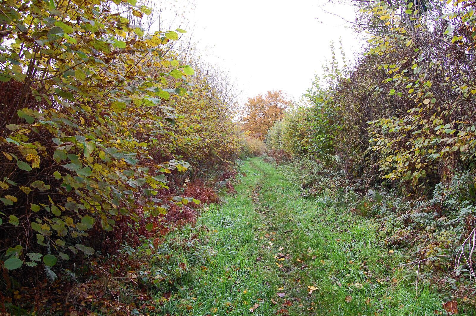 Footpath, Alderholt, Dorset