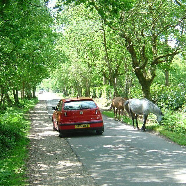 Traffic calming New Forest style. On the minor road bordering Hale Purlieu.