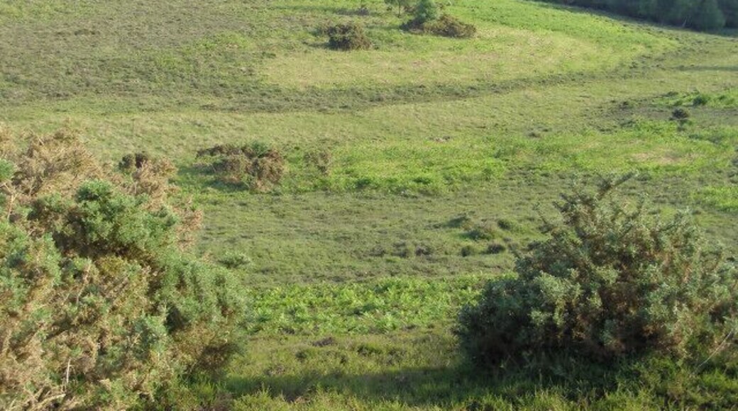Chibden Bottom, Ibsley Common, New Forest. Looking down into the open end of Chibden Bottom on Ibsley Common. There are many different zones of vegetation, indicating the changes in underlying soil structure and drainage. The bright green areas are young bracken, the light green swathe in the valley bottom is a valley mire.