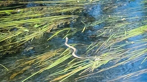 #grass_snake swimming across the River Avon.