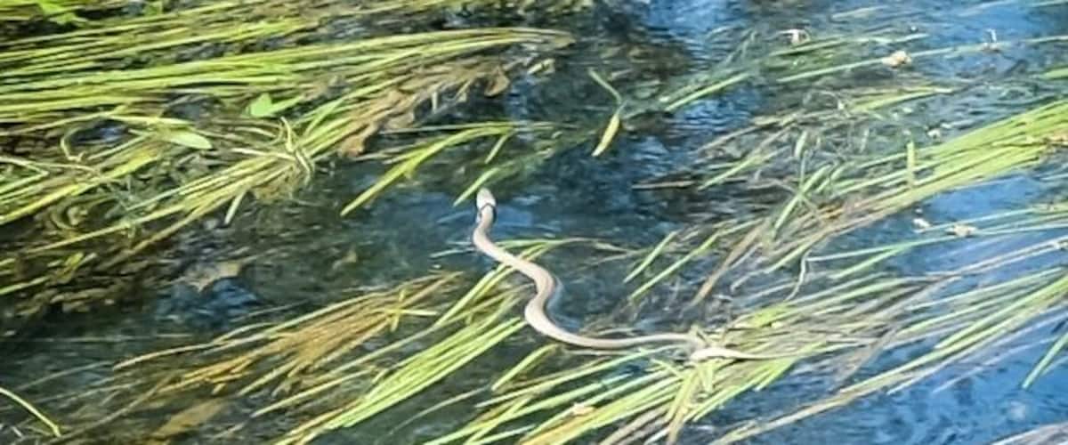 #grass_snake swimming across the River Avon.