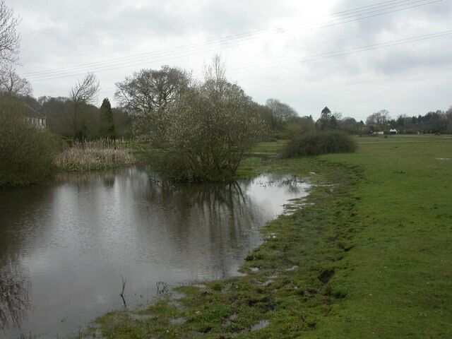 North Gorley, village pond Pond next to the village green; full of plant life, including yellow flags, bogbean, brooklime & water crowfoot.