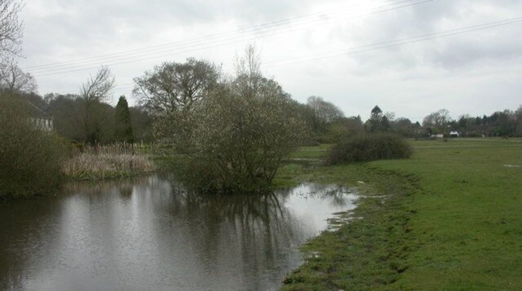 North Gorley, village pond Pond next to the village green; full of plant life, including yellow flags, bogbean, brooklime & water crowfoot.