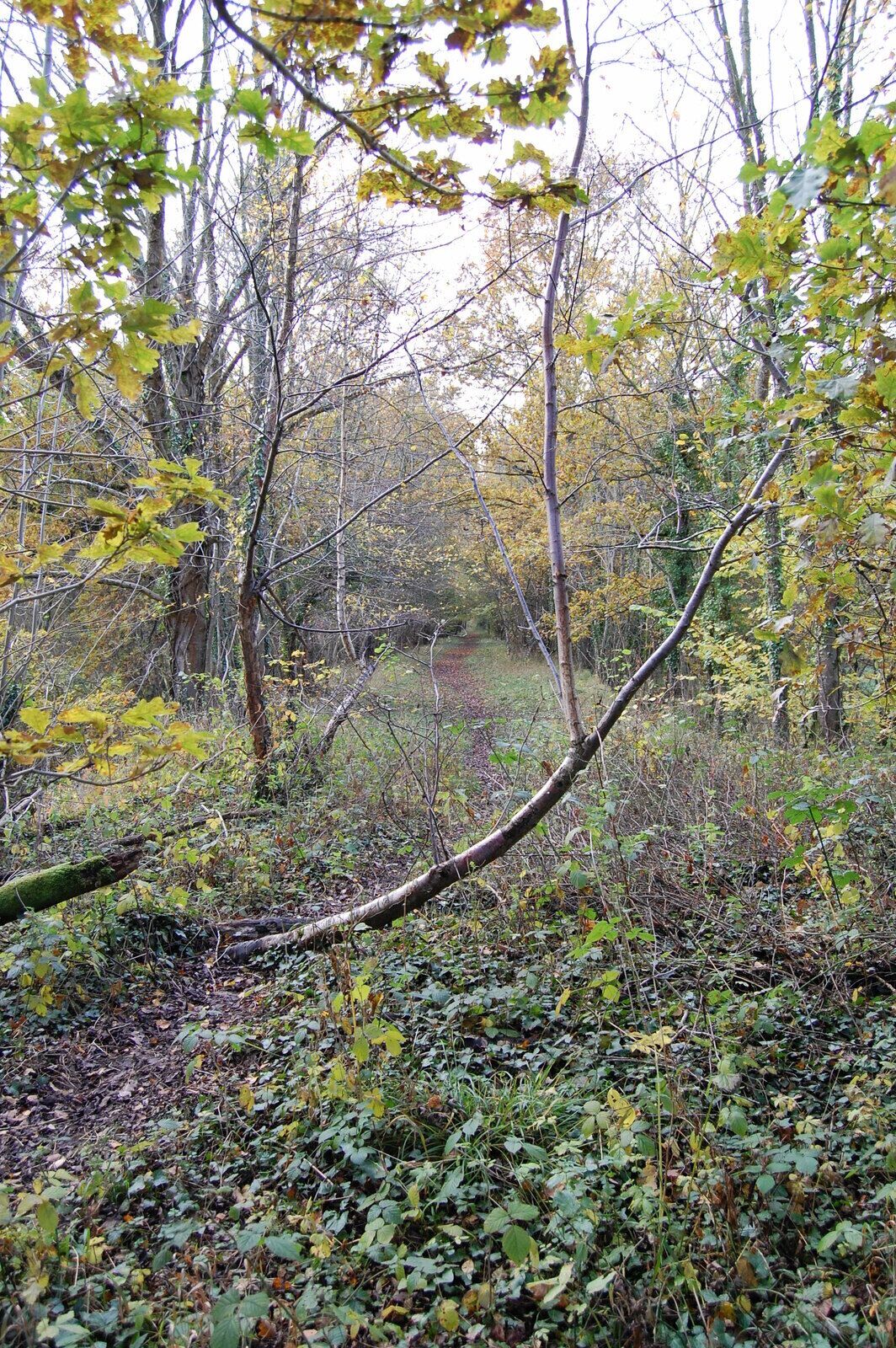 Disused railway, Alderholt, Dorset This view SW along the well wooded track bed.