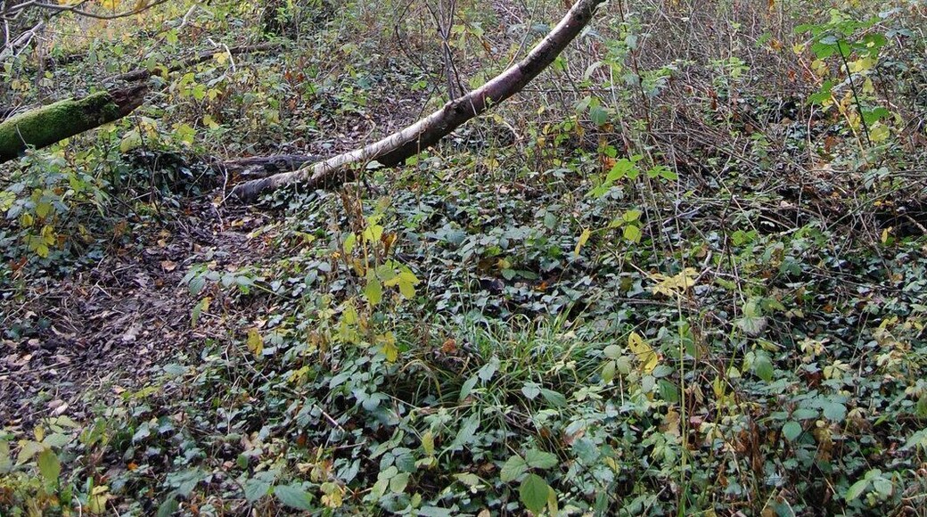 Disused railway, Alderholt, Dorset This view SW along the well wooded track bed.