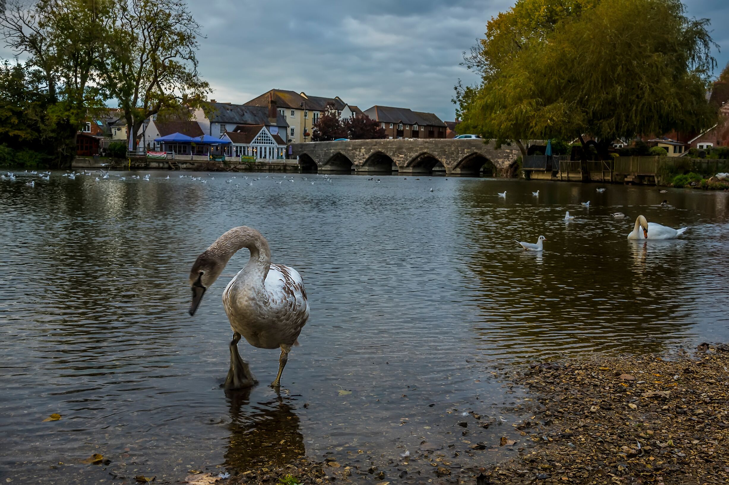 A swan in a lake with a bridge and houses in the background.