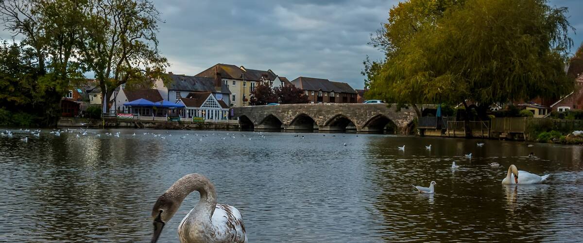 A swan in a lake with a bridge and houses in the background.