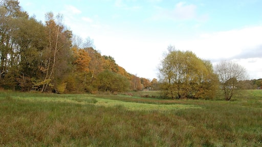 Pasture, Alderholt, Dorset The ground here is very wet with rushes doing well. Poor grazing I assume.The treeline on the left marks the embankment of the disused railway.