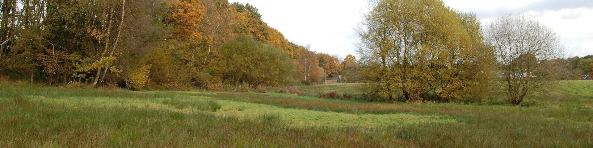 Pasture, Alderholt, Dorset The ground here is very wet with rushes doing well. Poor grazing I assume.The treeline on the left marks the embankment of the disused railway.