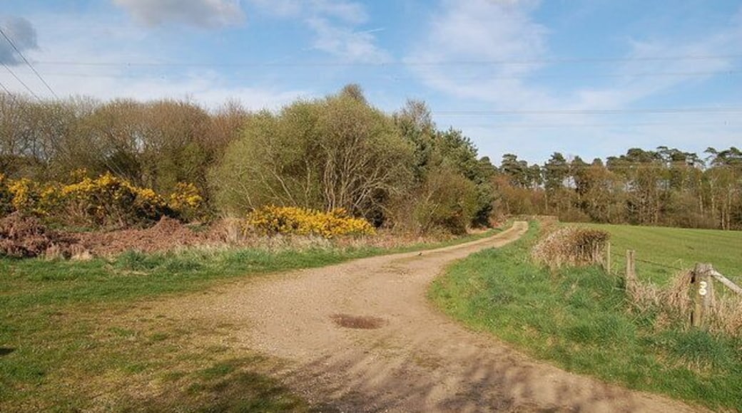 Track to Alderhot from Cranborne Common