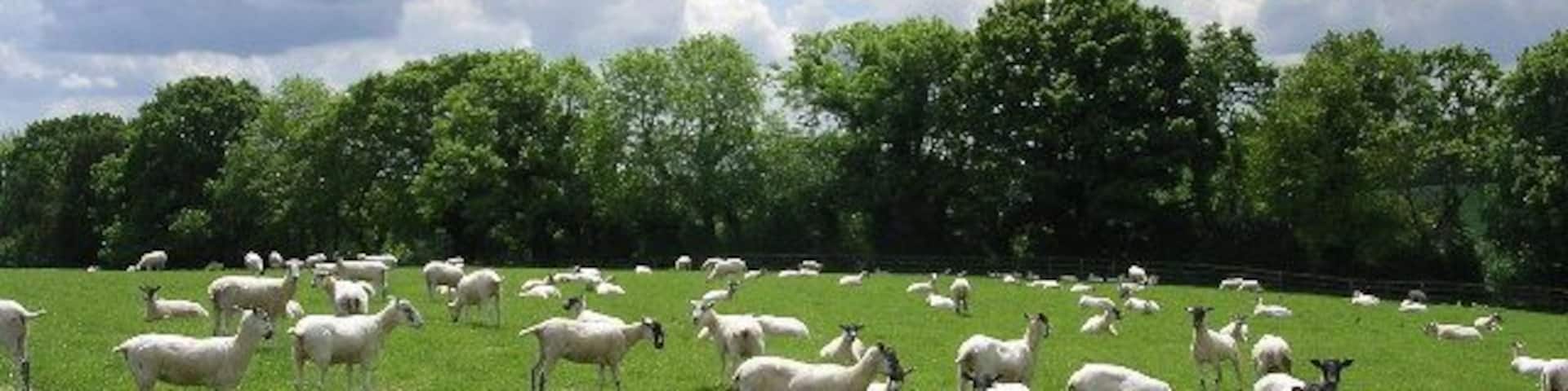 Shorn sheep, Whitsbury. Typical grazing land south of Whitsbury church, with a high density of unwoolly sheep.