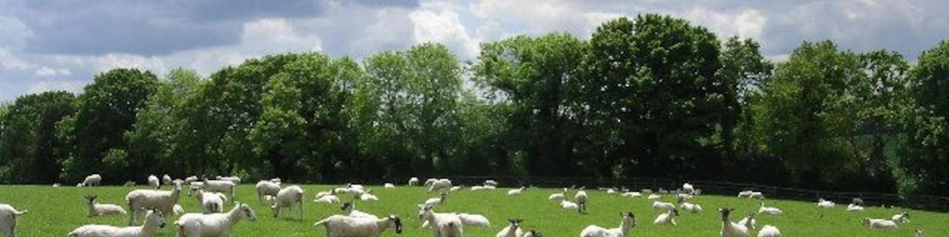 Shorn sheep, Whitsbury. Typical grazing land south of Whitsbury church, with a high density of unwoolly sheep.