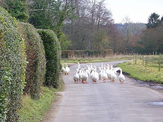 Rush hour on Breamore Marsh Breamore Marsh is famous for its flock of domestic geese. They have complete freedom to roam where they like.
