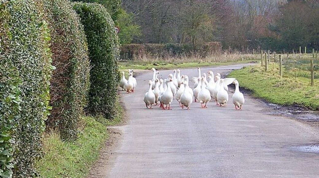 Rush hour on Breamore Marsh Breamore Marsh is famous for its flock of domestic geese. They have complete freedom to roam where they like.