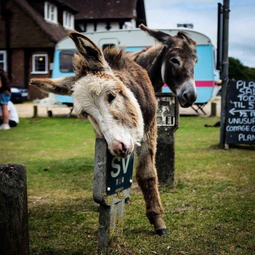 Free roaming ponys in the New Forest National Park in Hampshire, England
