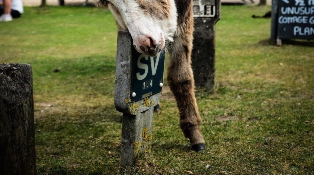 Free roaming ponys in the New Forest National Park in Hampshire, England