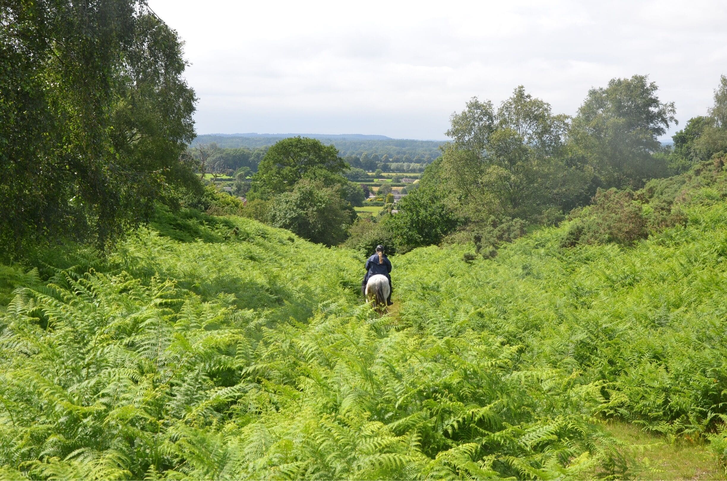 A sea of ferns