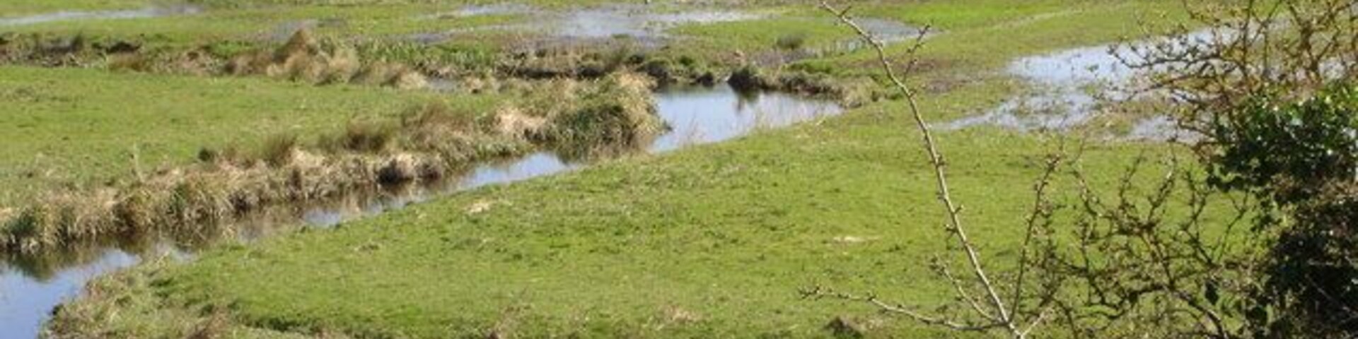 Water meadows behind Breamore Mill, river Avon The line of the river can be seen in the background.