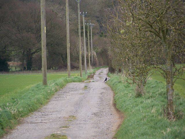 Roe deer crossing track, Rockbourne The deer cross the track on its way to Rockstead Copse.
