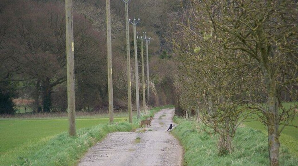 Roe deer crossing track, Rockbourne The deer cross the track on its way to Rockstead Copse.