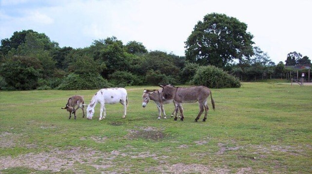 Donkeys The donkeys are grazing on the green near Hyde Primary School.