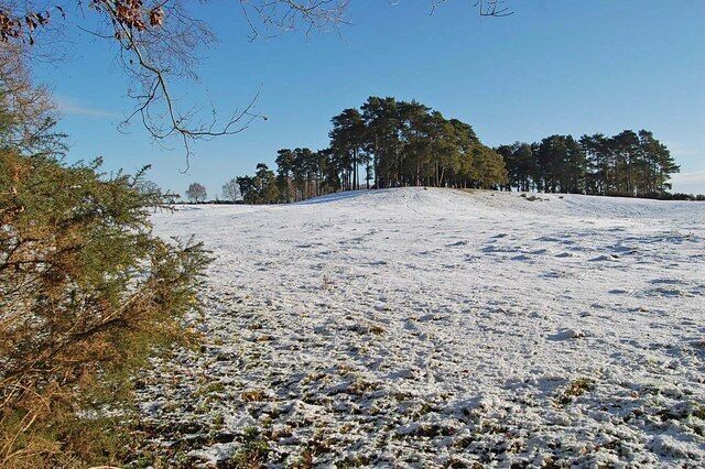 Pasture and pines Alderholt, Dorset