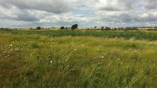 View across marshes to Frinton Golf Club