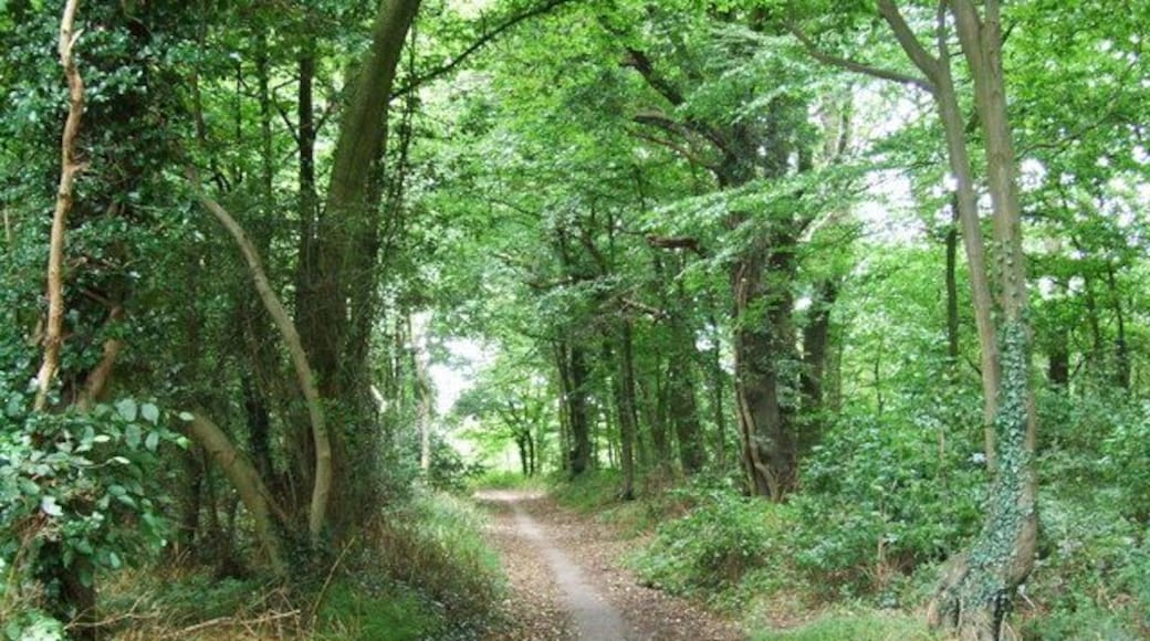 Chapel Hill Wood