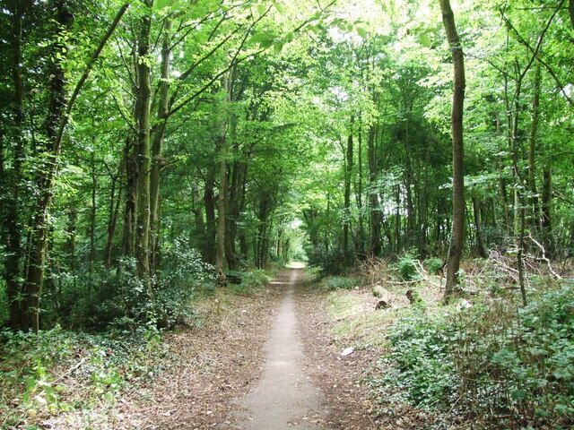 Chapel Hill Wood
