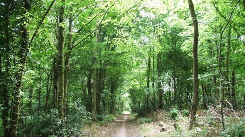Chapel Hill Wood