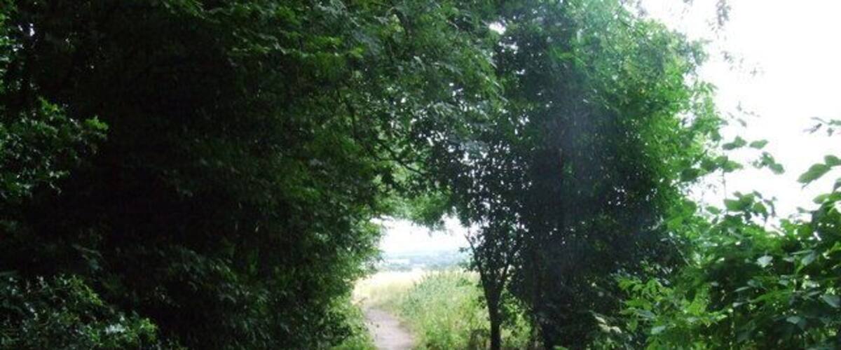 A narrow, tree-lined path leading through a dense, green forest.
