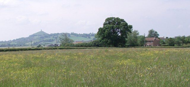 A rural landscape with a field of yellow flowers, a large tree, and a hill with a house in the background.
