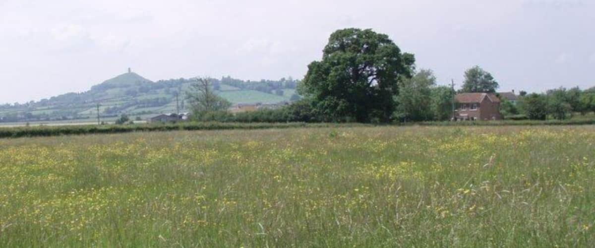 A rural landscape with a field of yellow flowers, a large tree, and a hill with a house in the background.