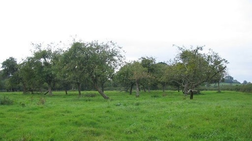 Orchard off Teapot Lane A view looking to the west from Teapot Lane towards a small orchard.