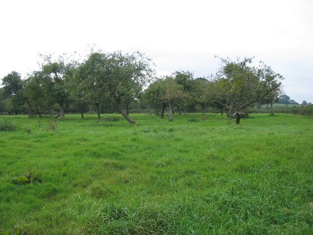 A grassy field with several trees.