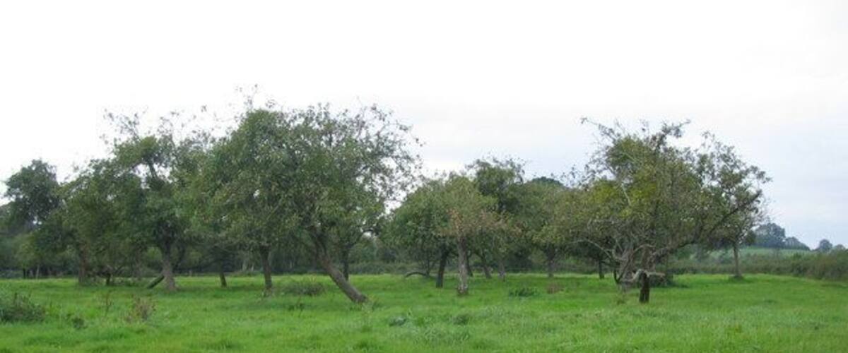 A grassy field with several trees.