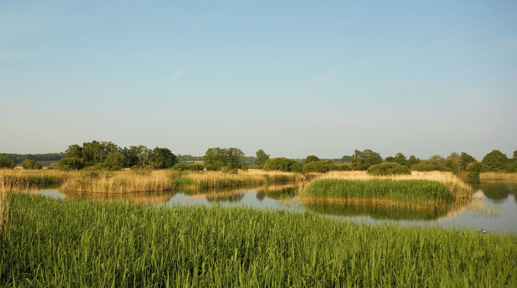 Reedbeds at Ham Wall nature reserve, Somerset