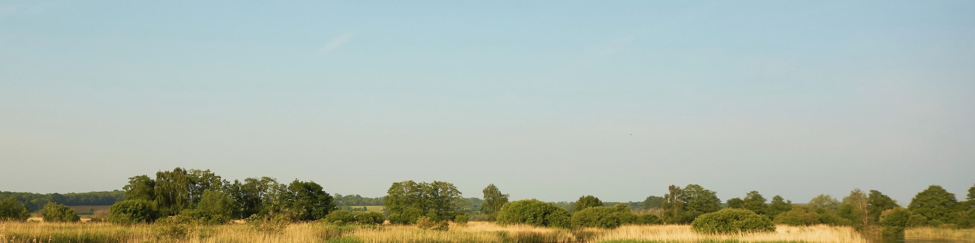 Reedbeds at Ham Wall nature reserve, Somerset