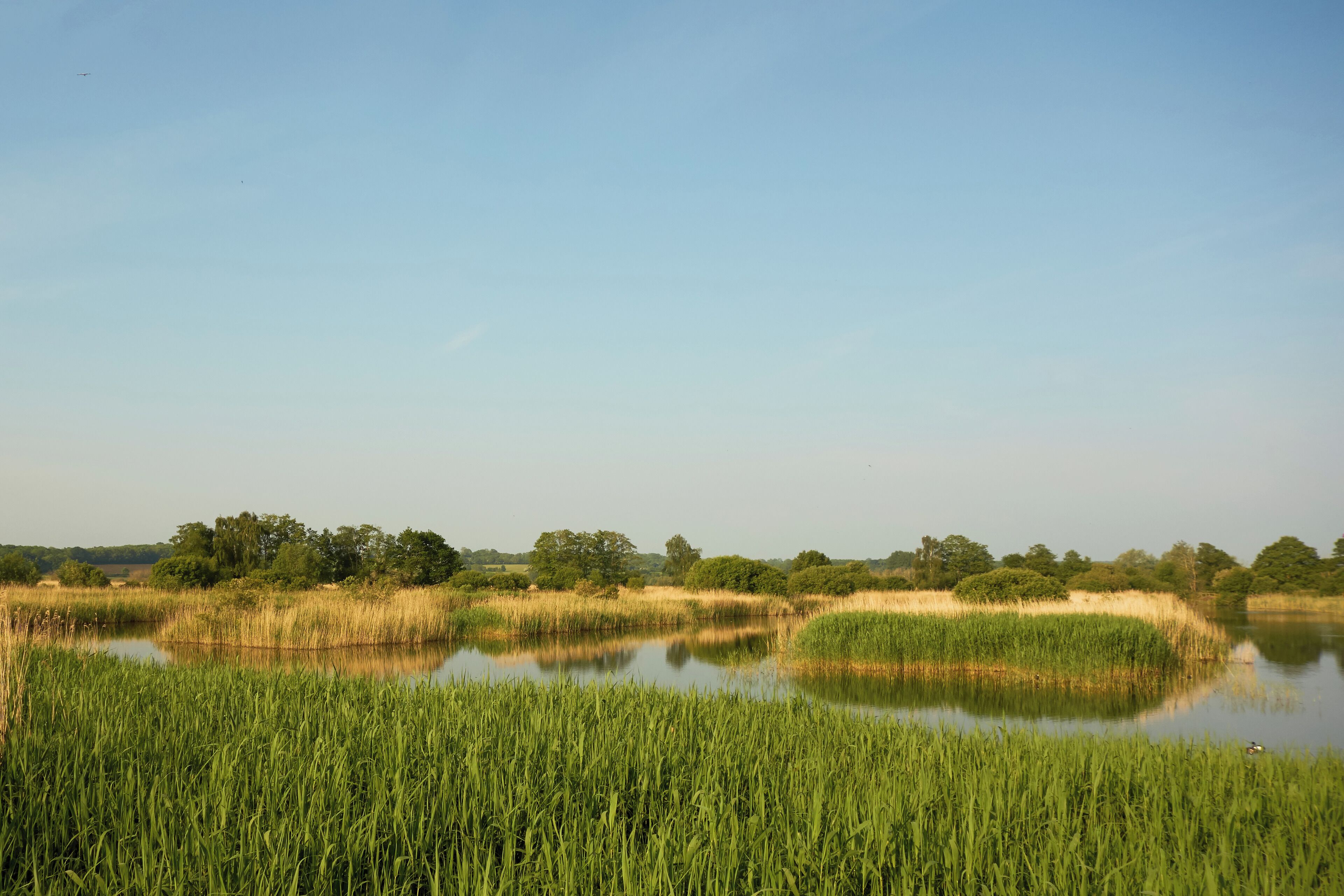 A calm lake surrounded by tall green reeds and trees under a clear sky.