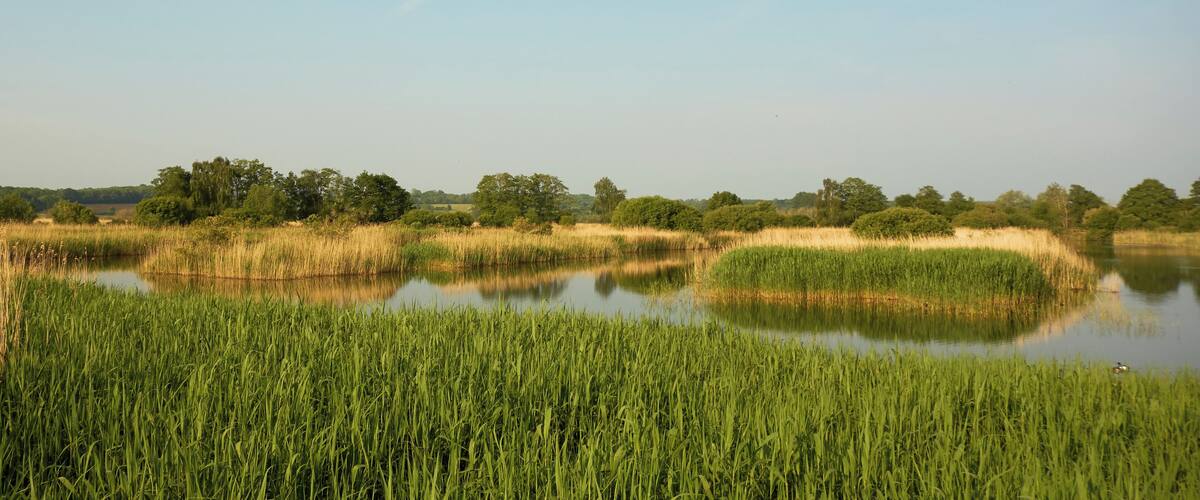 A calm lake surrounded by tall green reeds and trees under a clear sky.