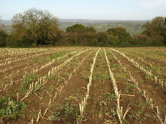 Stubble on Pennard Hill From a footpath that continues the line along the ridge formed by Cottles Lane and Worthy Lane, a view across a field on the northern slopes of the hill above Sticklinch. The woodland occupies parts of the steeper slopes. Beyond is the valley of the Whitelake.