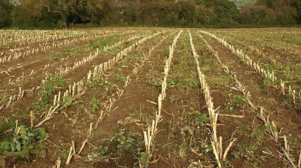 Stubble on Pennard Hill From a footpath that continues the line along the ridge formed by Cottles Lane and Worthy Lane, a view across a field on the northern slopes of the hill above Sticklinch. The woodland occupies parts of the steeper slopes. Beyond is the valley of the Whitelake.